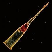 Review: Leprous - Melodies of Atonement